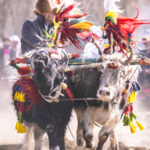 शीज़ांग की पर्व उत्सव वसंत की जुताई एक आशाजनक फसल लाती है