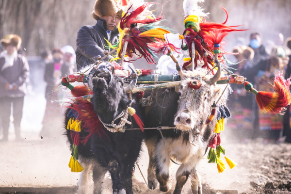 शीज़ांग की पर्व उत्सव वसंत की जुताई एक आशाजनक फसल लाती है शीज़ांग की पर्व उत्सव वसंत की जुताई एक आशाजनक फसल लाती है