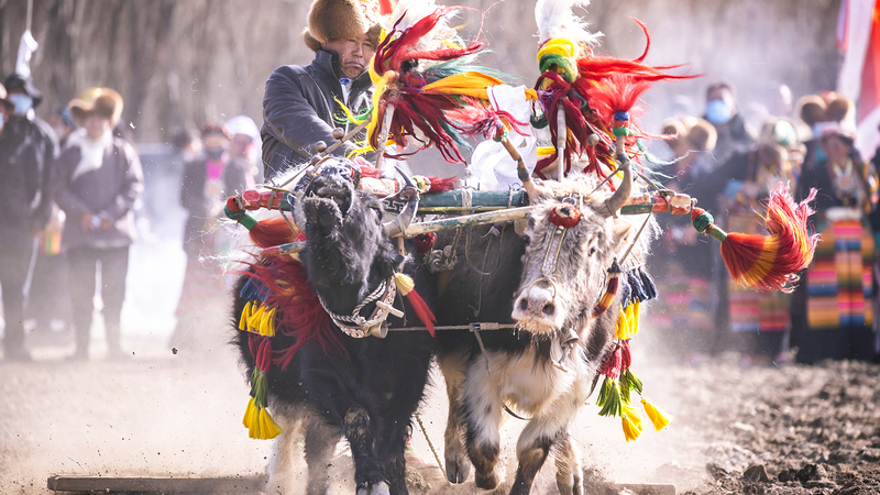 शीज़ांग की पर्व उत्सव वसंत की जुताई एक आशाजनक फसल लाती है