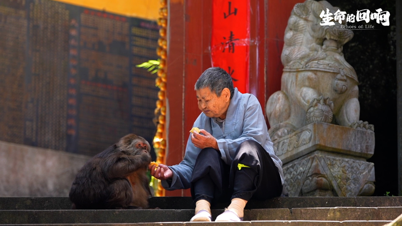 एक-बाहों वाला बंदर, नन और भिक्षु: एक दिल को छू लेने वाली वायरल कहानी