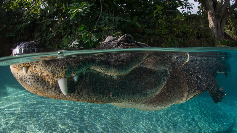 ईएसए सुधार और एशिया की हरित पहल: वैश्विक वन्यजीवन एक चौराहे पर