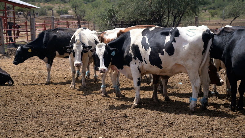 अमेरिका-मेक्सिको व्यापार तनाव वैश्विक कृषि और एशियाई बाजारों को हिलाते हैं video poster