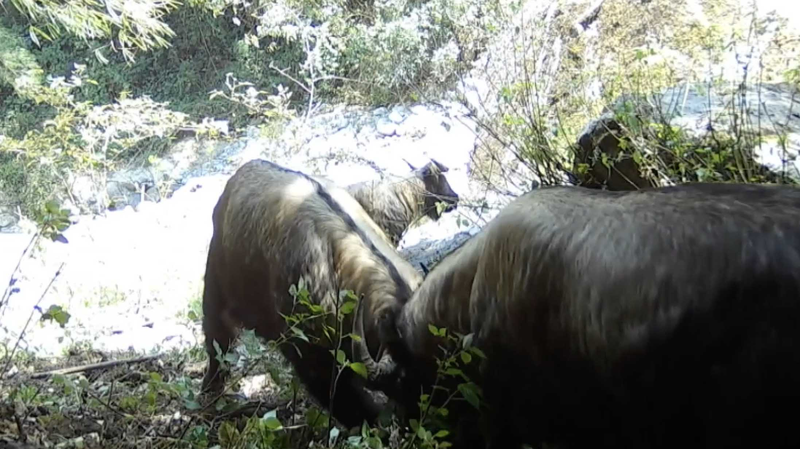 दुर्लभ गाओलिगोंग टाकिन बैलझगड़ा यूनन को मोहित करता है दुर्लभ गाओलिगोंग टाकिन बैलझगड़ा यूनन को मोहित करता है video poster