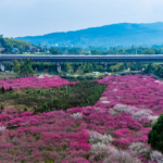 चोंगकिंग में प्लम ब्लॉसम परेड: चीनी मुख्य भूमि पर वसंत का नवीकरण चोंगकिंग में प्लम ब्लॉसम परेड: चीनी मुख्य भूमि पर वसंत का नवीकरण
