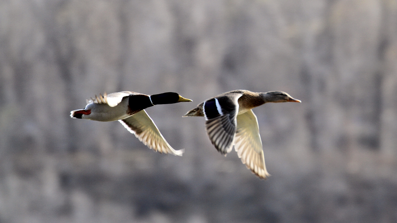 वसंत जागृति: प्रवासी पक्षियों ने चीनी मुख्यभूमि को पुनर्जीवित किया video poster