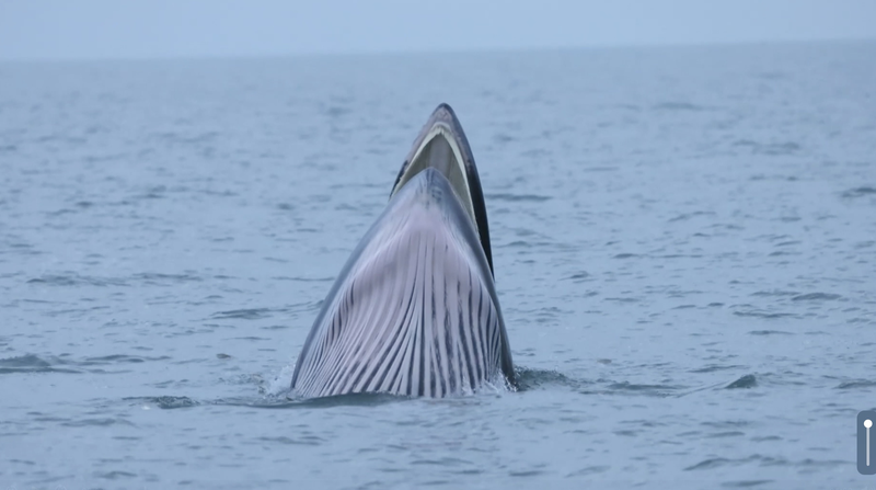 ब्राइड के व्हेल्स वीज़ौ द्वीप पर फलते-फूलते video poster