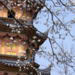 चीनी मुख्यभूमि में जीवंत वसंत का संकेत देती हुई सुज़ोउ मैग्नोलिया खिलती चीनी मुख्यभूमि में जीवंत वसंत का संकेत देती हुई सुज़ोउ मैग्नोलिया खिलती video poster