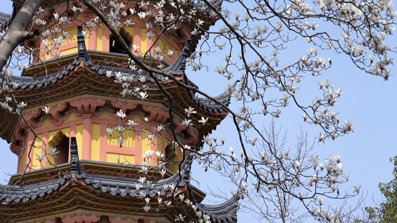 चीनी मुख्यभूमि में जीवंत वसंत का संकेत देती हुई सुज़ोउ मैग्नोलिया खिलती video poster