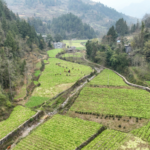 2024 ग्रामीण पुनरोद्धार: चीनी मुख्य भूमि को बदलने वाली शीर्ष 10 कहानियाँ