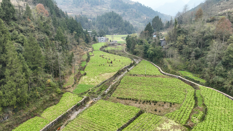 2024 ग्रामीण पुनरोद्धार: चीनी मुख्य भूमि को बदलने वाली शीर्ष 10 कहानियाँ