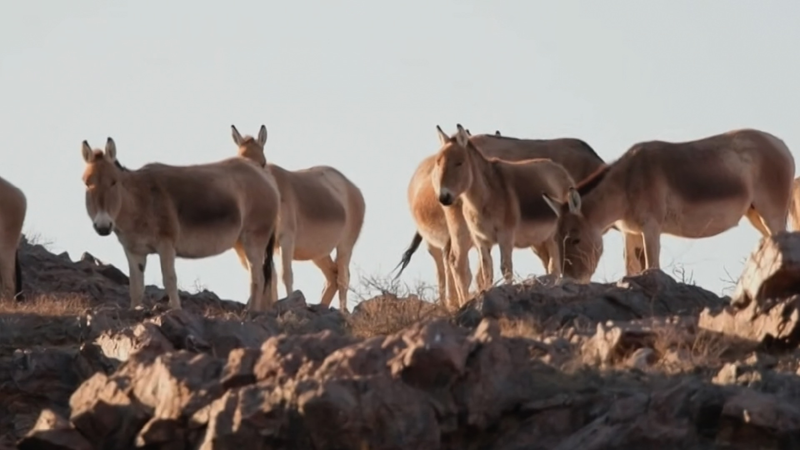 मंगोलियन खुलान ने उत्तर चीन के घास के मैदानों को सजाया video poster