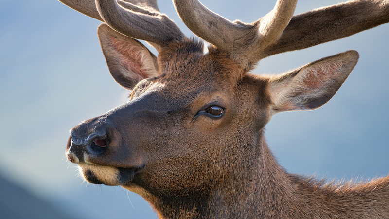 इन्फ्रारेड कैमरों ने चीनी मुख्य भूमि रिज़र्व में जंगली हिरणों की लड़ाइयों को उजागर किया video poster