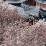 क़िनहुआंगदाओ का दोहरे पुष्प उत्सव: नाशपाती के फूल और प्राचीन मैगनोलिया क़िनहुआंगदाओ का दोहरे पुष्प उत्सव: नाशपाती के फूल और प्राचीन मैगनोलिया video poster