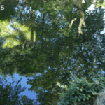 सूज़ौ बाग: जहाँ प्राचीन सामंजस्य आधुनिक परिवर्तन को प्रेरित करता है सूज़ौ बाग: जहाँ प्राचीन सामंजस्य आधुनिक परिवर्तन को प्रेरित करता है