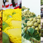 कंबोडियाई फलों ने चीनी मुख्यभूमि बाजार में संबंधों को मधुर बनाया कंबोडियाई फलों ने चीनी मुख्यभूमि बाजार में संबंधों को मधुर बनाया