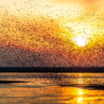 चीनी मुख्य भूमि पर लियाओहेको रिजर्व में प्रवासी पक्षियों का झुंड चीनी मुख्य भूमि पर लियाओहेको रिजर्व में प्रवासी पक्षियों का झुंड