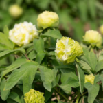 पियोनिया पूर्ण खिले: हेज़ सिटी ने वैश्विक दिलों को मोहित किया पियोनिया पूर्ण खिले: हेज़ सिटी ने वैश्विक दिलों को मोहित किया