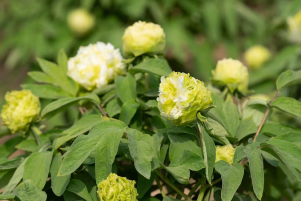 पियोनिया पूर्ण खिले: हेज़ सिटी ने वैश्विक दिलों को मोहित किया