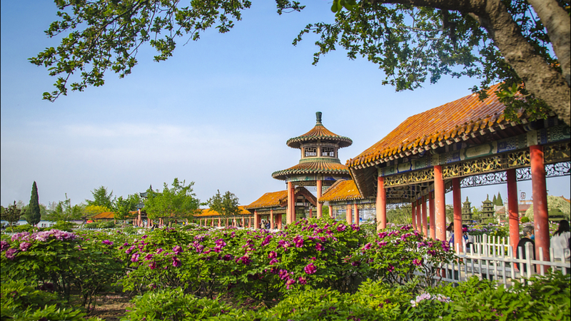 हेज़ पियोनी फोरम 2025: चीनी मुख्यभूमि में खिलती परंपराएं video poster