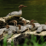 चांगबाई पर्वत पर दुर्लभ मर्गेंसर चूजे का जन्म, पूर्वोत्तर चीन चांगबाई पर्वत पर दुर्लभ मर्गेंसर चूजे का जन्म, पूर्वोत्तर चीन video poster