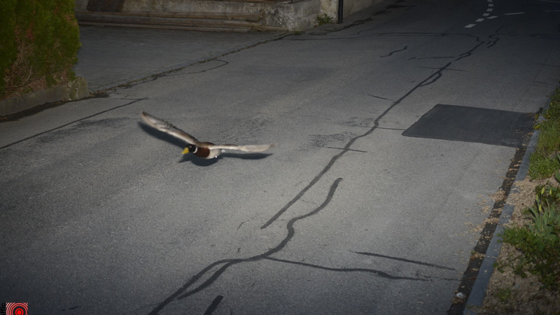 दोहराता मल्लार्ड: स्विस रडार ने तेज गति वाले बतख को पकड़ा