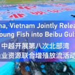 चीन और वियतनाम बाइबू खाड़ी में समुद्री जीवन को पुनर्जीवित करने के लिए एकजुट हुए चीन और वियतनाम बाइबू खाड़ी में समुद्री जीवन को पुनर्जीवित करने के लिए एकजुट हुए video poster