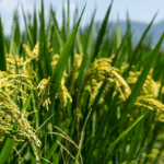 लाभकारी सूक्ष्मजीव चीन की मुख्य भूमि पर मक्का की पैदावार बढ़ाते हैं लाभकारी सूक्ष्मजीव चीन की मुख्य भूमि पर मक्का की पैदावार बढ़ाते हैं