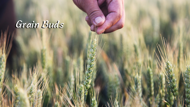 शियाओमन: छोटे पूर्णता और गहरी बुद्धिमत्ता को अपनाना