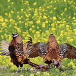 चीनी मुख्य भूमि में पक्षीविज्ञान उछाल में वरिष्ठों का उछाल video poster