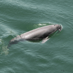 चीन की अंडरवॉटर टेक्नोलॉजी 'पानी के विशाल पांडा' की रक्षा करती है चीन की अंडरवॉटर टेक्नोलॉजी 'पानी के विशाल पांडा' की रक्षा करती है