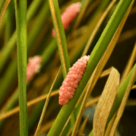 UNSW अध्ययन दिखाता है कि जैव नियंत्रण आक्रामक खरपतवारों को सशक्त बना सकता है UNSW अध्ययन दिखाता है कि जैव नियंत्रण आक्रामक खरपतवारों को सशक्त बना सकता है