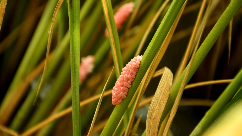 UNSW अध्ययन दिखाता है कि जैव नियंत्रण आक्रामक खरपतवारों को सशक्त बना सकता है