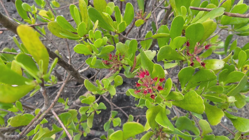 उष्णकटिबंधीय का जश्न: पारिस्थितिक खजाने और लचीलापन उष्णकटिबंधीय का जश्न: पारिस्थितिक खजाने और लचीलापन