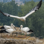 दुर्लभ ओरिएंटल सारस जिआंगसु के पारिस्थितिकी अभयारण्य में लौटे दुर्लभ ओरिएंटल सारस जिआंगसु के पारिस्थितिकी अभयारण्य में लौटे