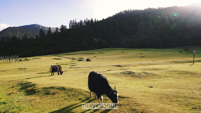 लुलांग: शिज़ांग में समयहीन ग्रामीण सद्भावना लुलांग: शिज़ांग में समयहीन ग्रामीण सद्भावना