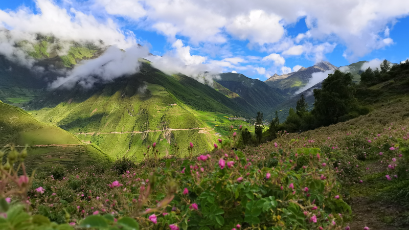 जीवन को सशक्त बनाना: दमास्क गुलाब Xizang पठार को बदलते हैं जीवन को सशक्त बनाना: दमास्क गुलाब Xizang पठार को बदलते हैं video poster