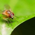 चीनी वैज्ञानिकों ने 3डी मल्टी-ओमिक्स एटलस में फल मक्खी जीवन चक्र का मानचित्रण किया चीनी वैज्ञानिकों ने 3डी मल्टी-ओमिक्स एटलस में फल मक्खी जीवन चक्र का मानचित्रण किया