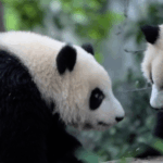 चेंगडू में विशाल पांडा देखकर विश्व खेलों के एथलीट प्रसन्न चेंगडू में विशाल पांडा देखकर विश्व खेलों के एथलीट प्रसन्न video poster