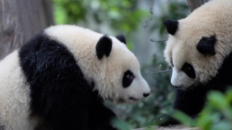 चेंगडू में विशाल पांडा देखकर विश्व खेलों के एथलीट प्रसन्न video poster