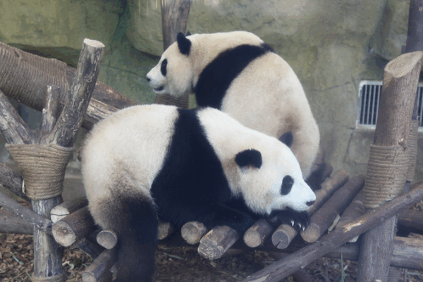 चेंगदू पांडा बेस: चीनी मुख्य भूमि पर पांडा प्रेमियों के लिए स्वर्ग