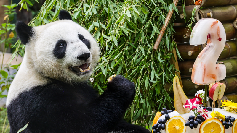 कैत्युशा ने मॉस्को पांडा गाला में मनाया दूसरा जन्मदिन