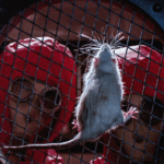 सिनेमाई न्याय यूनिट 731 अत्याचारों पर प्रकाश डालता है