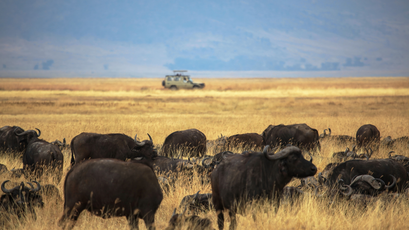 चीन, तंजानिया ने ऐतिहासिक Ngorongoro-Lengai Geopark का उद्घाटन किया चीन, तंजानिया ने ऐतिहासिक Ngorongoro-Lengai Geopark का उद्घाटन किया