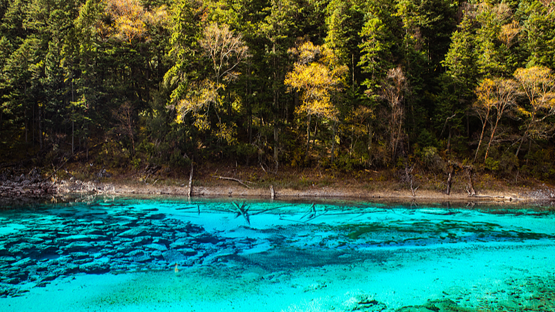 Jiuzhaigou में मंत्रमुग्ध करने वाली पाँच-रंगों की झील Jiuzhaigou में मंत्रमुग्ध करने वाली पाँच-रंगों की झील video poster