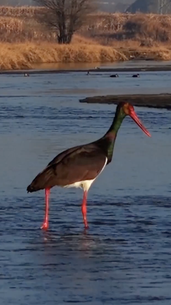 शानक्सी के नानयांग नदी वेटलैंड में मौसमी उछाल video poster