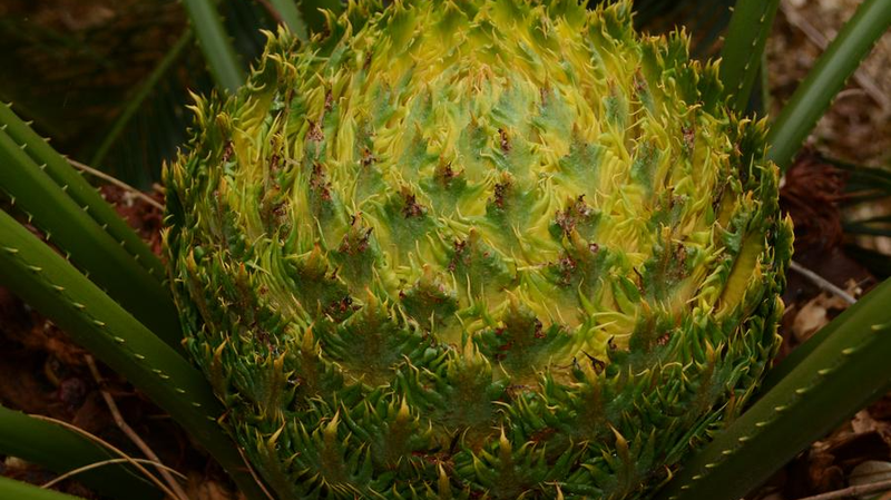 हैनान के समृद्ध वर्षावनों की खोज: नई खोजें और जैव विविधता खजाने