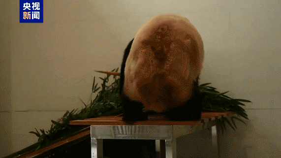 सिचुआन में नया जायंट पांडा बेस चीन के संरक्षण प्रयासों का विस्तार करता है