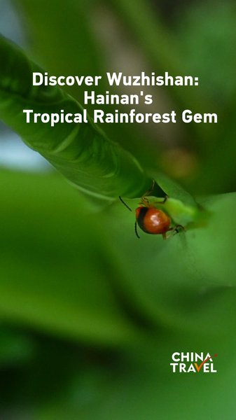 वूझिशान की खोज: हैनान का उष्णकटिबंधीय वर्षावन रत्न video poster