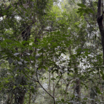 चीन के हैनान ट्रॉपिकल रेनफॉरेस्ट नेशनल पार्क के भीतर चीन के हैनान ट्रॉपिकल रेनफॉरेस्ट नेशनल पार्क के भीतर video poster