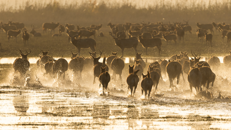 आईयूसीएन ने 'मिलू' को पेरे डेविड्स हिरन के आधिकारिक नाम के रूप में अपनाया